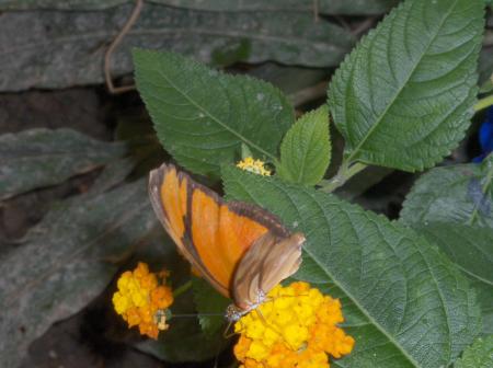 papillon